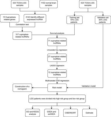 A novel cuproptosis-related LncRNA signature: Prognostic and therapeutic value for low grade glioma